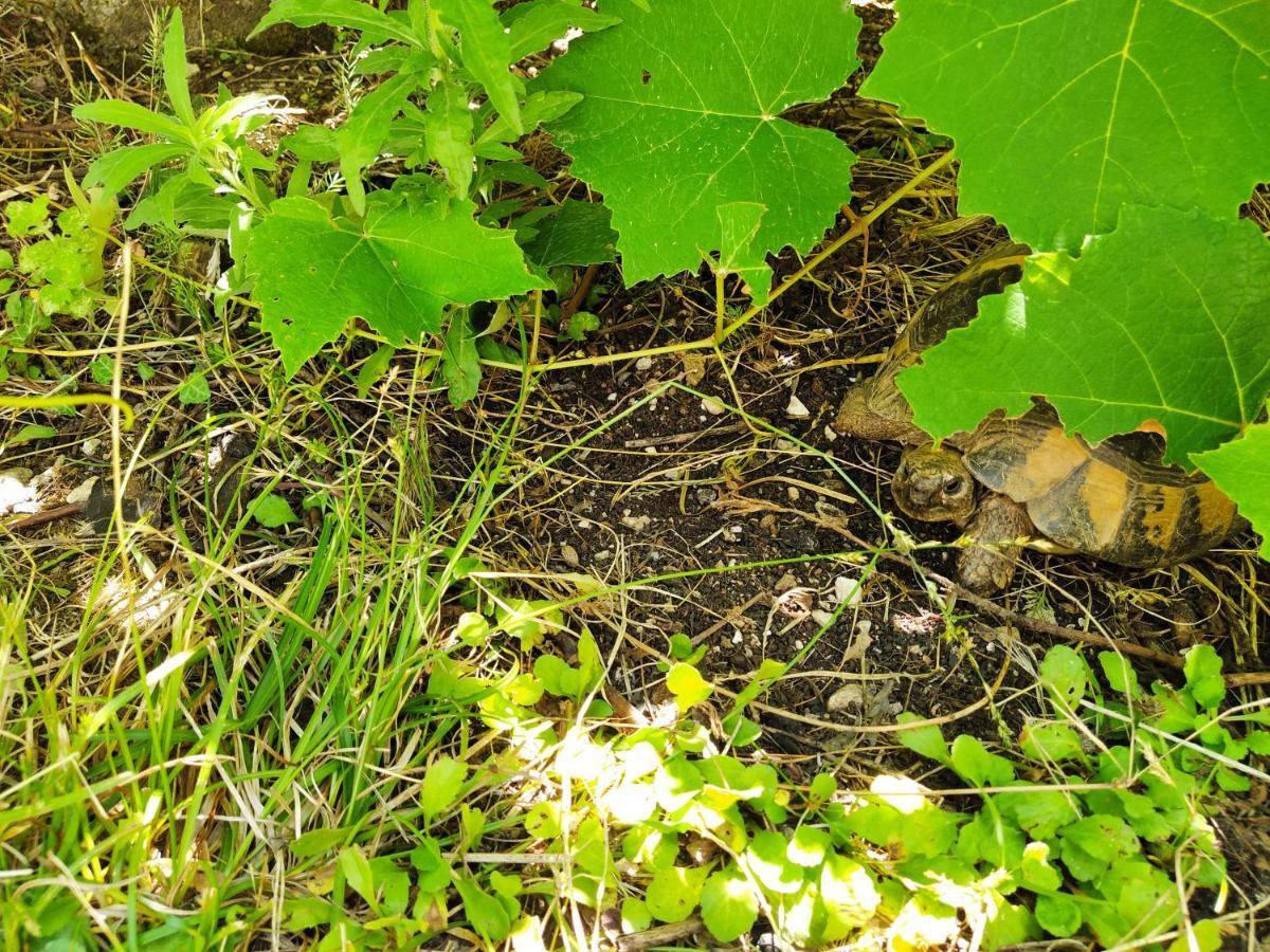 Villa The Turtles Garden Bečići Esterno foto