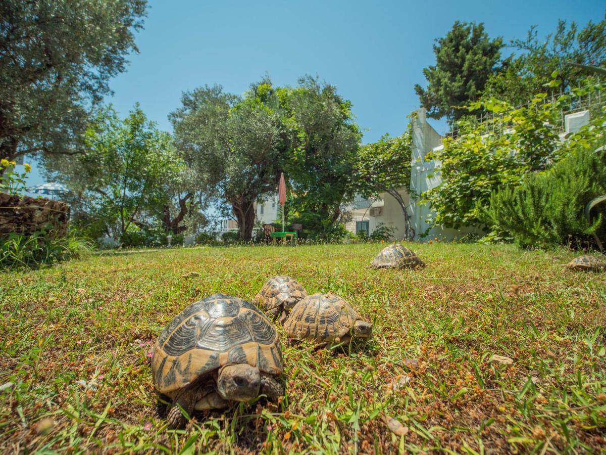 Villa The Turtles Garden Bečići Esterno foto